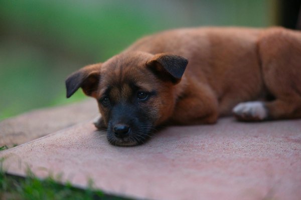 Come posso addestrare il mio cucciolo di gatto Ragdoll a usare il tiragraffi anziché i mobili?